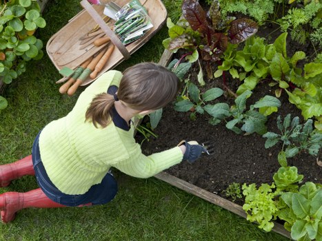 Chase Cross garden service improving hedges and borders