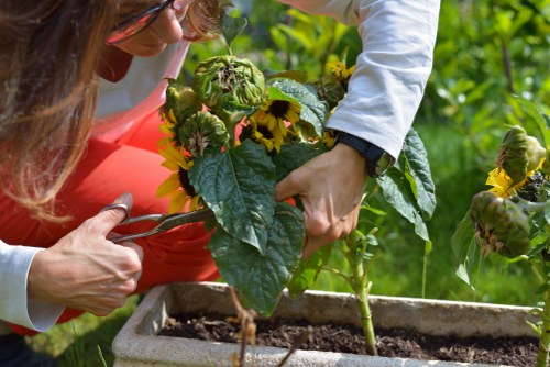Seasonal garden maintenance in Chase Cross with healthy planting