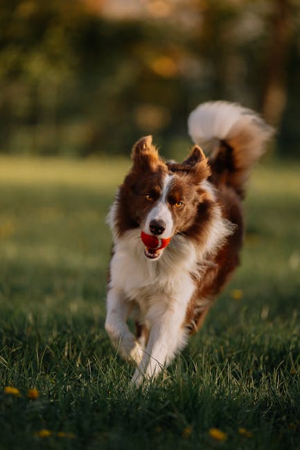 A Border Collie with a glossy brown and white coat running across a landscaped garden, carrying a red ball in its mouth. The garden features a well-maintained lawn with lush green grass and patches of